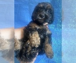 Small Photo #37 Cock-A-Poo-Cockapoo Mix Puppy For Sale in LOVELAND, CO, USA