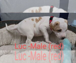 Mutt Dogs for adoption in Ball Ground, GA, USA