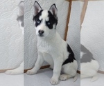 Small Photo #2 Siberian Husky Puppy For Sale in MOUNT AYR, IA, USA
