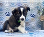 Small Photo #1 Border Collie Puppy For Sale in LANCASTER, PA, USA