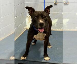 Staffordshire Bull Terrier Dogs for adoption in Woodland, CA, USA