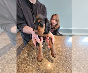 Gordon Setter Puppy for Sale in GREENWOOD, Michigan USA