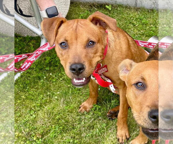 Medium Photo #10 Mutt Puppy For Sale in Canton, CT, USA