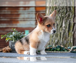 Small Photo #6 Pembroke Welsh Corgi Puppy For Sale in MILLERSBURG, IN, USA