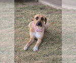Small #1 Black Mouth Cur Mix
