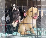 Small #1 Labrador Retriever Mix