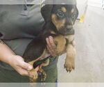 Small Mutt