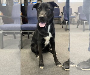 Labrador Retriever-Unknown Mix Dogs for adoption in El Centro, CA, USA