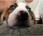Small #2 American Pit Bull Terrier-Labrador Retriever Mix
