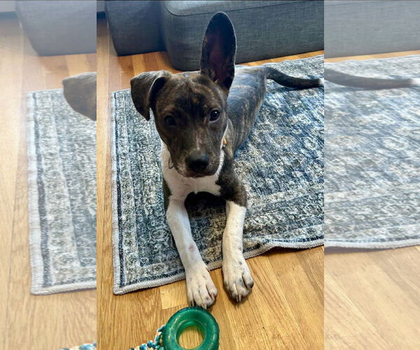 Medium Photo #9 Mountain Cur-Unknown Mix Puppy For Sale in Alexander, AR, USA