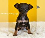 Small Photo #1 Chihuahua Puppy For Sale in Studio City, CA, USA