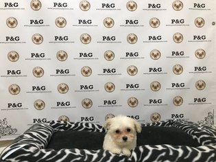 Maltipoo Puppy for sale in TEMPLE CITY, CA, USA