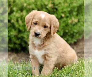 Miniature Labradoodle Puppy for sale in STRASBURG, PA, USA