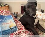 Small Labrador Retriever Mix