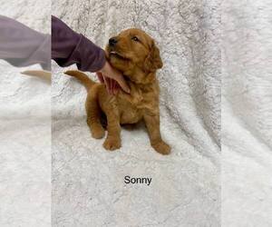 Golden Retriever Puppy for sale in HARRISONBURG, VA, USA