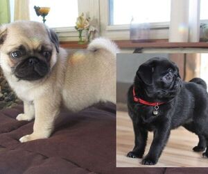 Pug Puppy for sale in SAUGUS, MA, USA