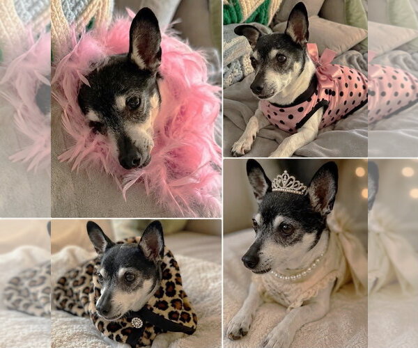 Medium Photo #15 Chihuahua-Unknown Mix Puppy For Sale in Boonton, NJ, USA