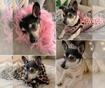 Small #14 Chihuahua Mix
