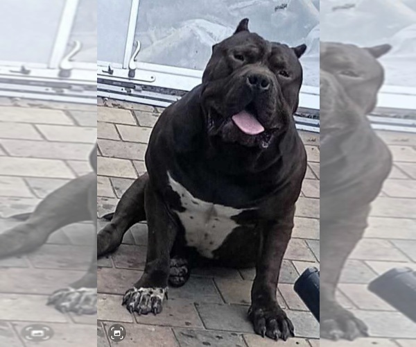 Medium Photo #1 American Bully Puppy For Sale in TRENTON, NJ, USA