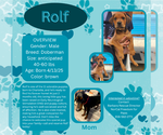 Small #1 Doberman Pinscher