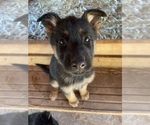 Puppy 4 German Shepherd Dog