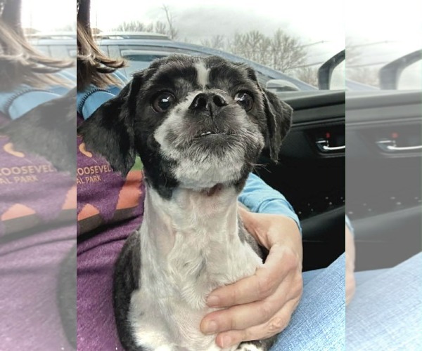 Medium Photo #3 Shih Tzu Puppy For Sale in Croydon, NH, USA