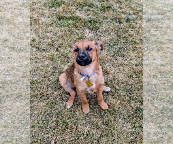 Medium Photo #3 Black Mouth Cur-Unknown Mix Puppy For Sale in Sandy, UT, USA