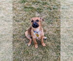 Small #2 Black Mouth Cur Mix