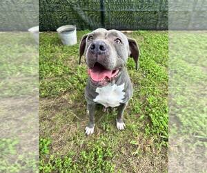 Mutt Dogs for adoption in Abbeville, LA, USA