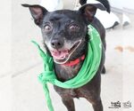 Small #3 Chihuahua Mix