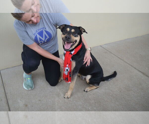 Medium Photo #3 Rottweiler-Unknown Mix Puppy For Sale in McKinney, TX, USA