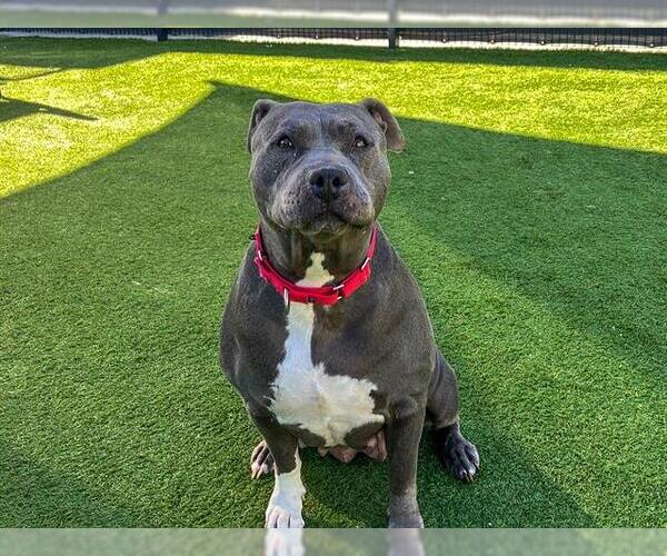 Medium Photo #2 Mutt Puppy For Sale in Orange, CA, USA