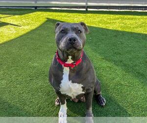 BERTHA - Female Mutt Dog for Adoption - Photo #2