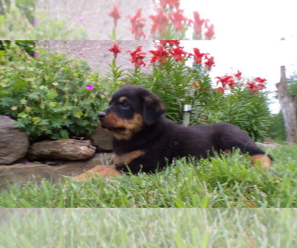 Medium Photo #8 Rottweiler Puppy For Sale in MILLERSBURG, OH, USA