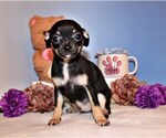 Puppy Frack Chihuahua