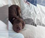 Small #2 Labrador Retriever