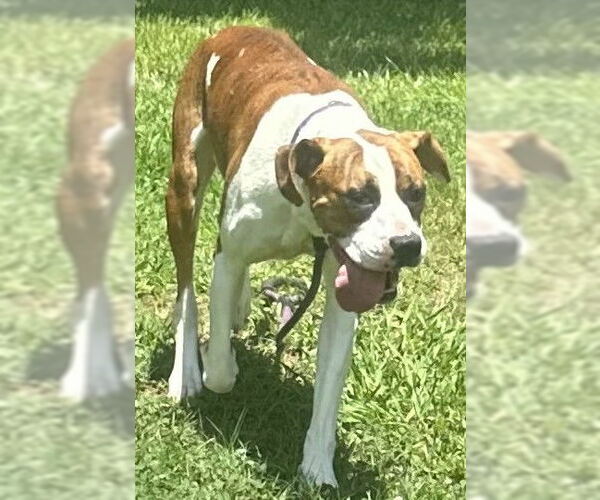 Medium Photo #2 Boxer-Unknown Mix Puppy For Sale in Newfoundland, PA, USA