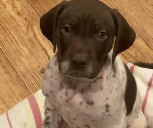 German Shorthaired Pointer Puppy for sale in EAST PALESTINE, OH, USA