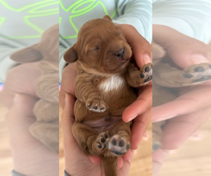 Cavapoo Puppy for sale in BERGHEIM, TX, USA