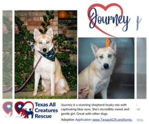 Huskies -Unknown Mix Dogs for adoption in Lillian, TX, USA