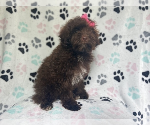 Medium Photo #4 ShihPoo Puppy For Sale in LAKELAND, FL, USA