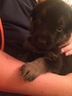Small Photo #1 German Shepherd Dog Puppy For Sale in MUNCIE, IN, USA