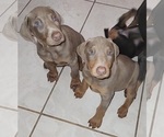 Small Photo #1 Doberman Pinscher Puppy For Sale in BARTOW, FL, USA