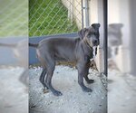 Small Photo #3 Labrador Retriever-Unknown Mix Puppy For Sale in Rowayton, CT, USA