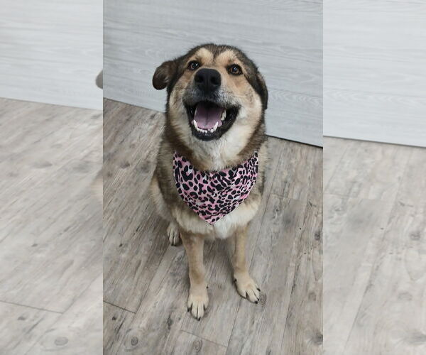 Medium Photo #2 German Shepherd Dog Puppy For Sale in Murfreesboro, NC, USA