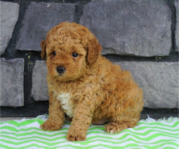 Medium Photo #2 Poodle (Miniature) Puppy For Sale in FREDERICKSBG, OH, USA