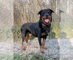 Small Photo #1 Rottweiler Puppy For Sale in Lake City, MI, USA