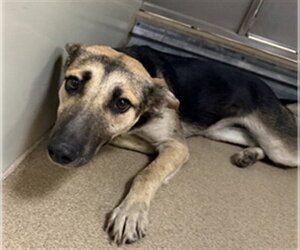 German Shepherd Dog Dogs for adoption in Sacramento, CA, USA
