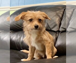 Mutt Dogs for adoption in Spring Lake, NJ, USA