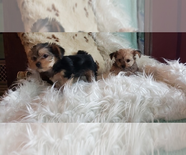 Medium Photo #48 Shorkie Tzu Puppy For Sale in NEVADA, TX, USA